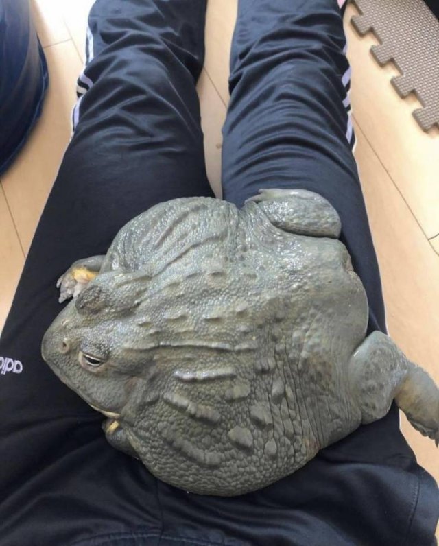 Acid Picdump 1 (88 pics)