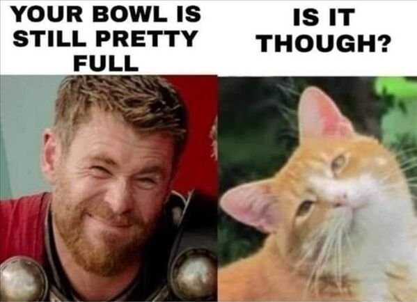 Cats Memes And Pictures (30 pics)