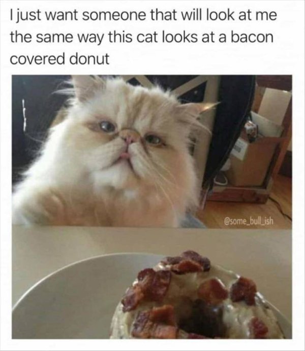 Cats Memes And Pictures (30 pics)