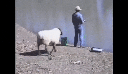 Intriguing Facts (19 gifs)