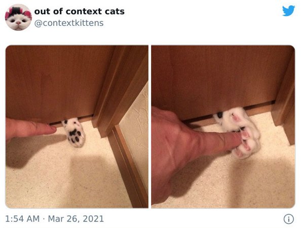 Out Of Context Cats (30 pics)