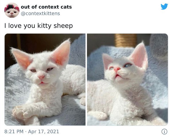 Out Of Context Cats (30 pics)