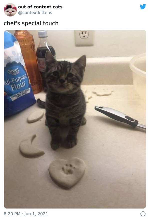 Out Of Context Cats (30 pics)