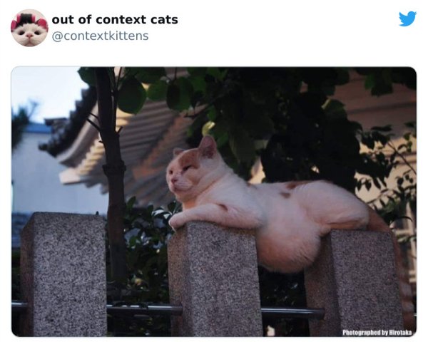 Out Of Context Cats (30 pics)