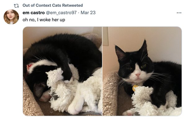 Out Of Context Cats (30 pics)