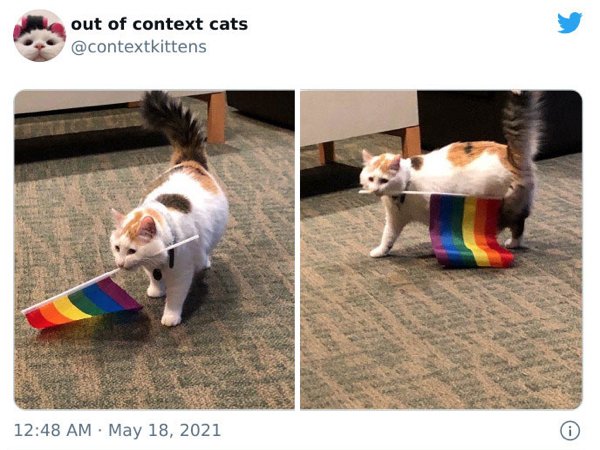 Out Of Context Cats (30 pics)