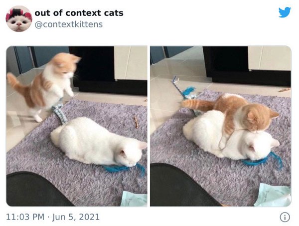 Out Of Context Cats (30 pics)