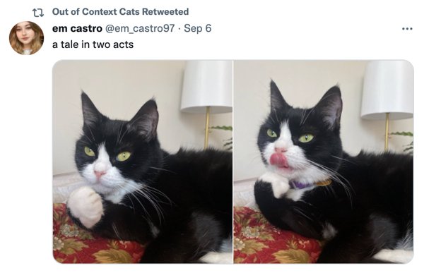 Out Of Context Cats (30 pics)