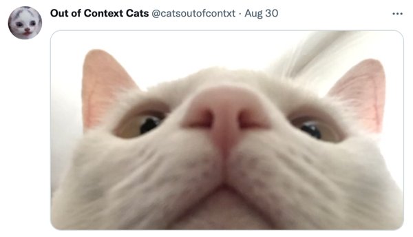 Out Of Context Cats (30 pics)
