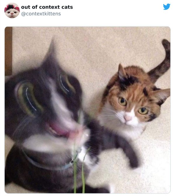 Out Of Context Cats (30 pics)