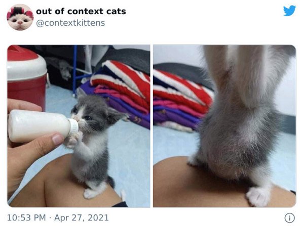 Out Of Context Cats (30 pics)
