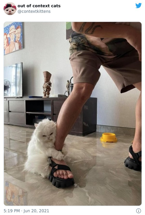Out Of Context Cats (30 pics)