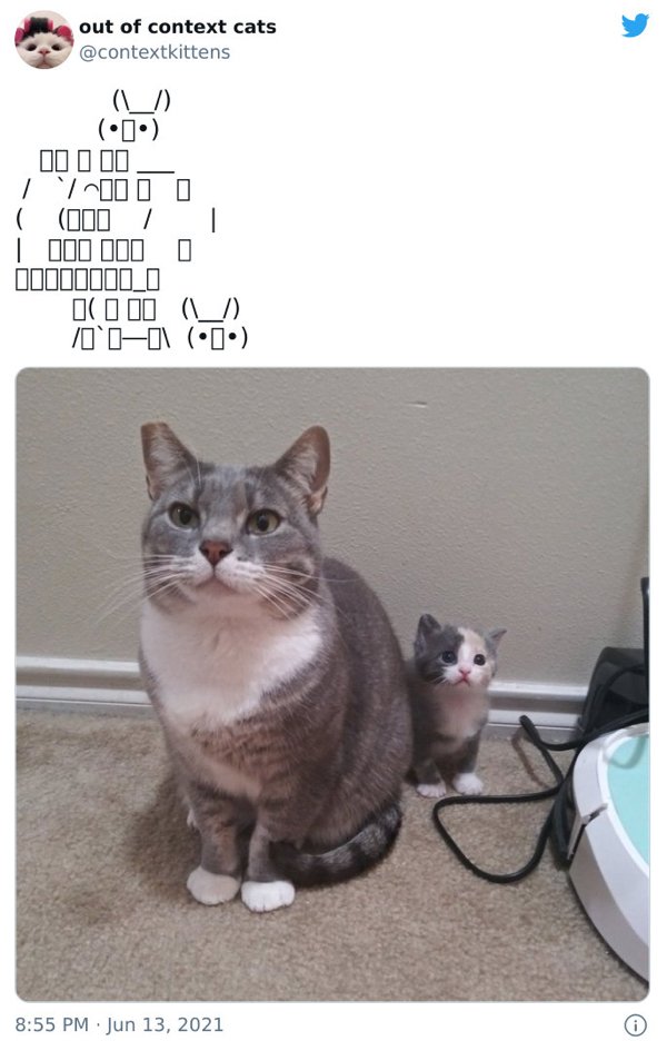 Out Of Context Cats (30 pics)