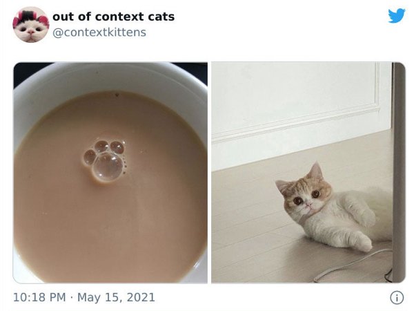 Out Of Context Cats (30 pics)