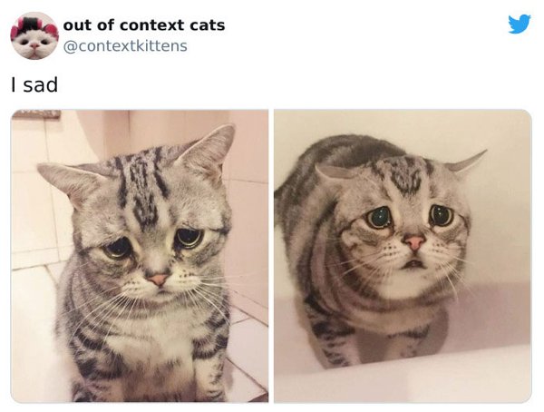 Out Of Context Cats (30 pics)