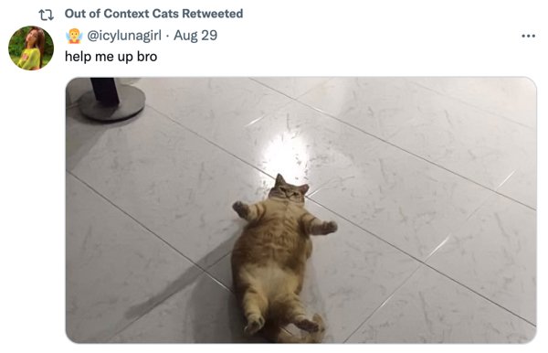 Out Of Context Cats (30 pics)