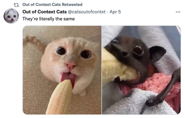 Out Of Context Cats (30 pics)