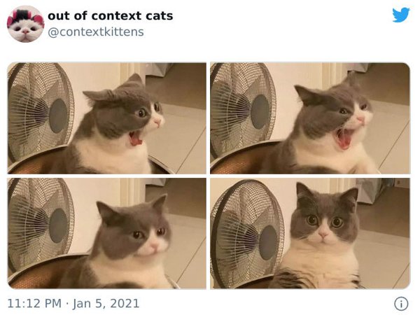 Out Of Context Cats (30 pics)