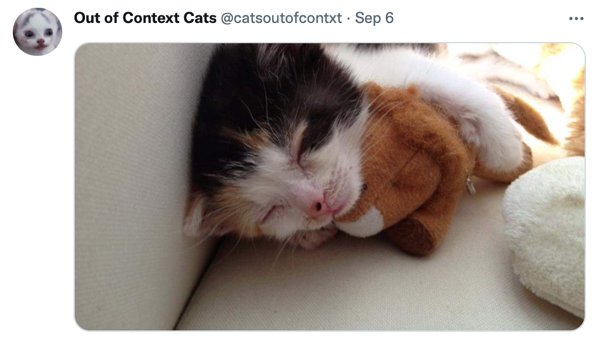 Out Of Context Cats (30 pics)