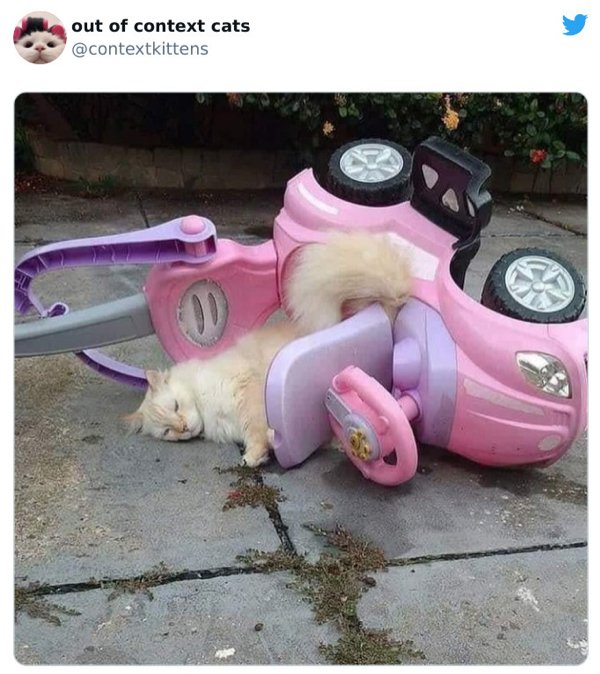 Out Of Context Cats (30 pics)