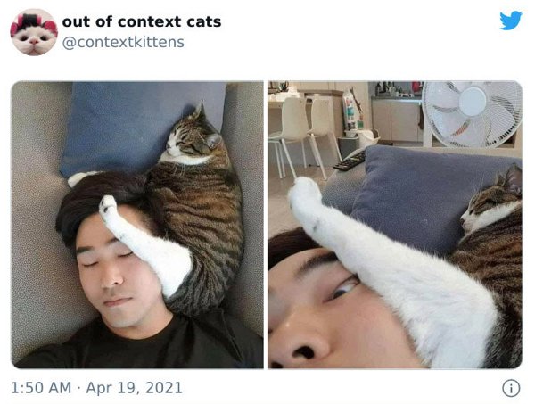 Out Of Context Cats (30 pics)