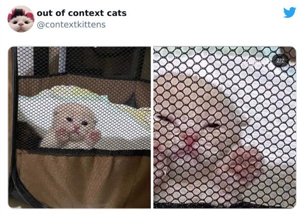 Out Of Context Cats (30 pics)