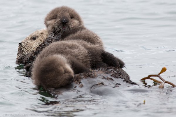 Baby Animal Facts (22 pics)
