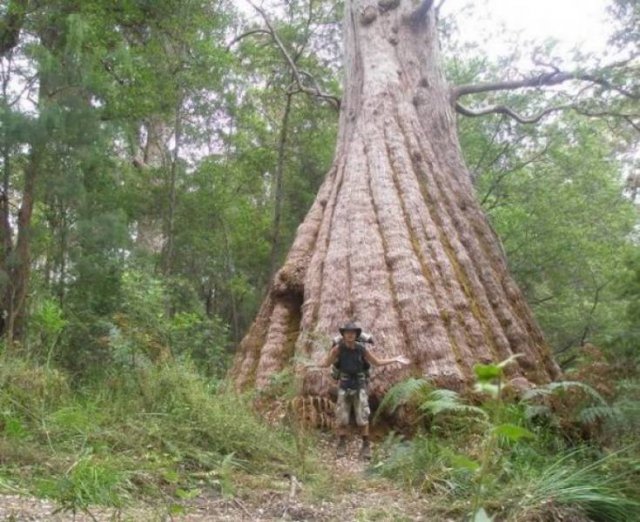 Giant Things (28 pics)
