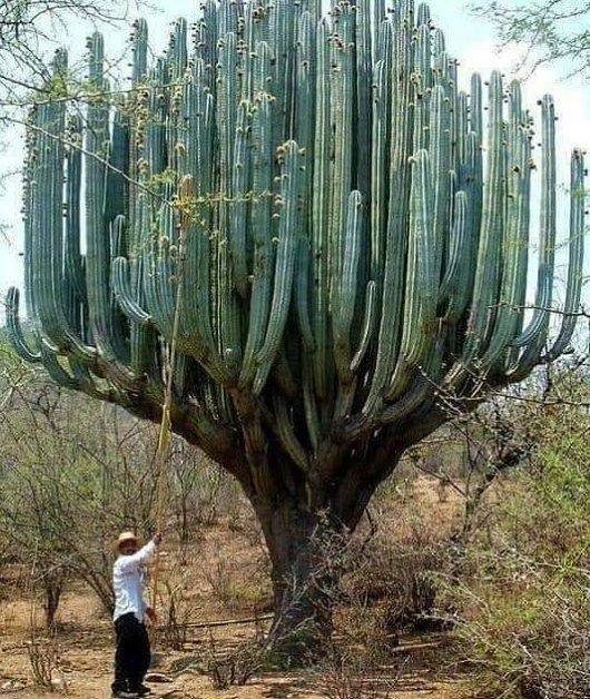 Acid Picdump 1 (88 pics)