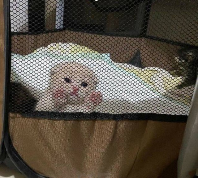 Hilarious Cats (49 pics)
