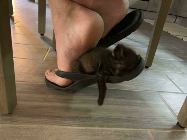 Hilarious Cats (49 pics)