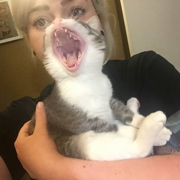 Hilarious Cats (49 pics)