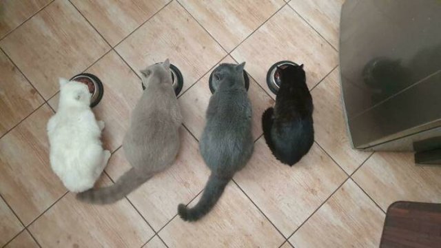 Hilarious Cats (49 pics)