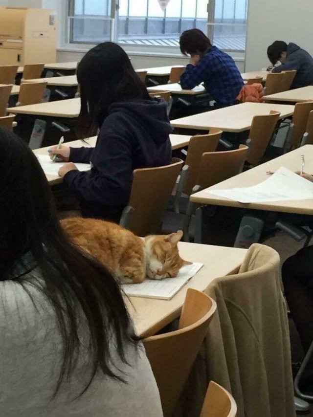 Hilarious Cats (49 pics)
