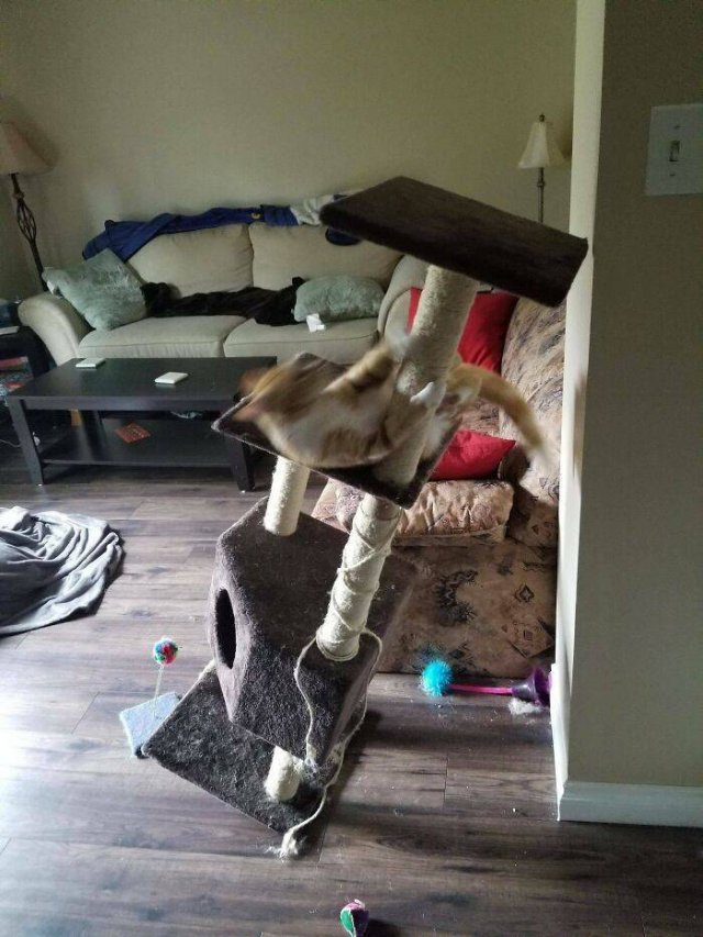 Hilarious Cats (49 pics)