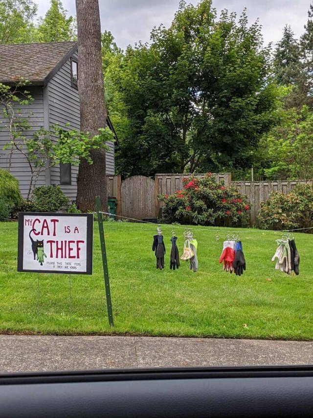 Hilarious Cats (49 pics)