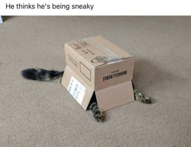 Hilarious Cats (49 pics)