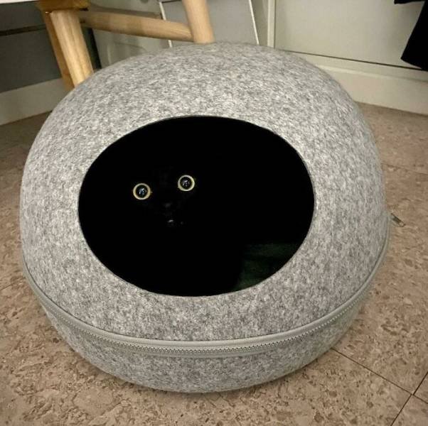 Hilarious Cats (49 pics)