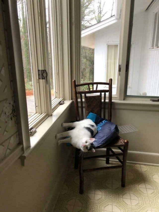Hilarious Cats (49 pics)