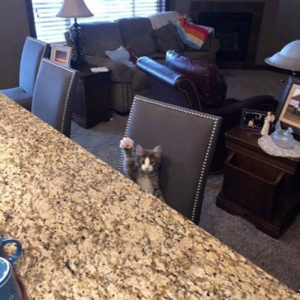 Hilarious Cats (49 pics)