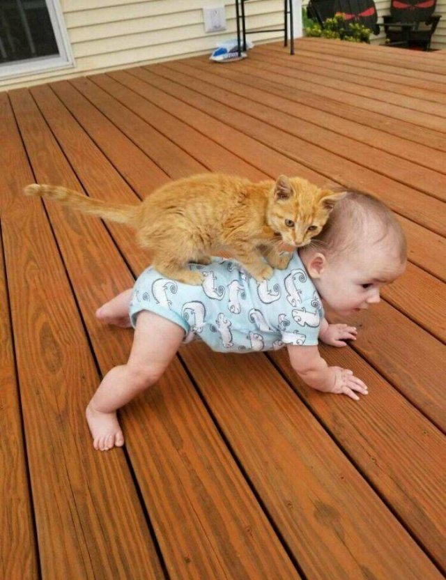 Hilarious Cats (49 pics)