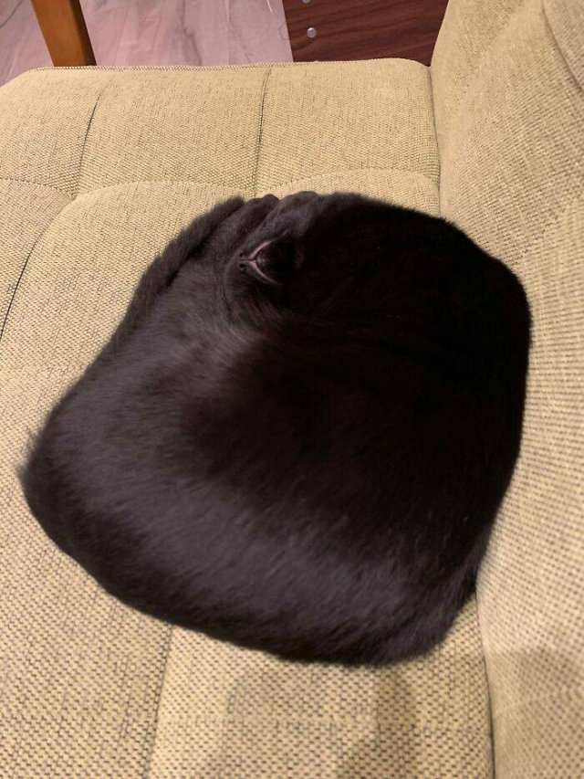 Hilarious Cats (49 pics)