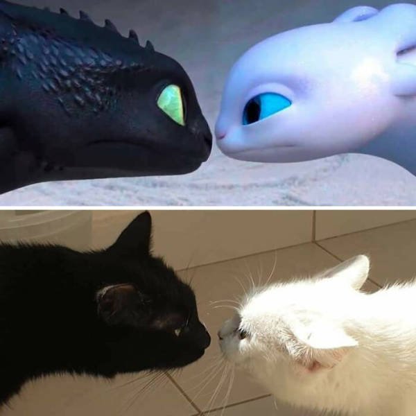 Hilarious Cats (49 pics)