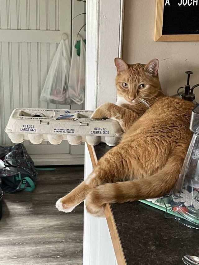 Hilarious Cats (49 pics)