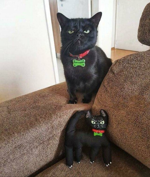 Hilarious Cats (49 pics)