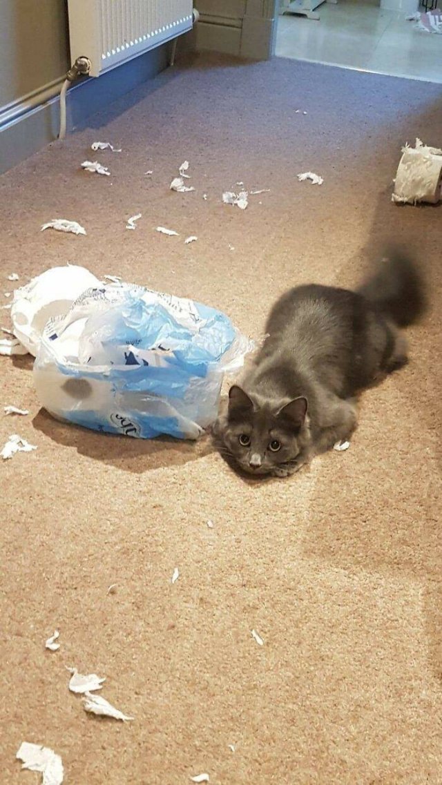 Hilarious Cats (49 pics)
