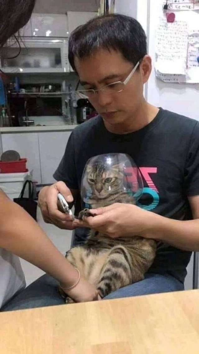 Hilarious Cats (49 pics)