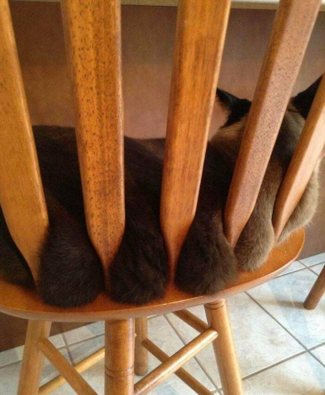 Hilarious Cats (49 pics)
