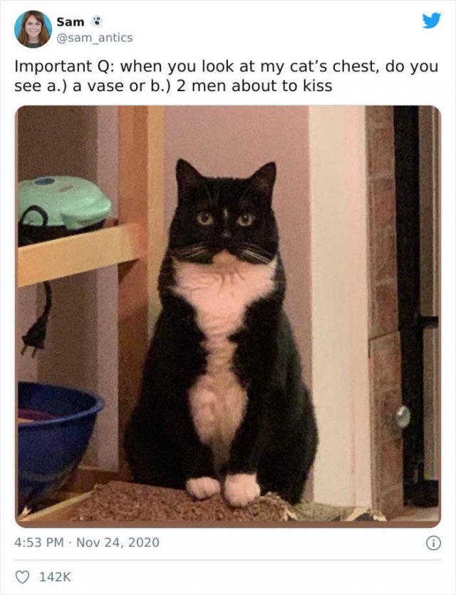 Hilarious Cats (49 pics)