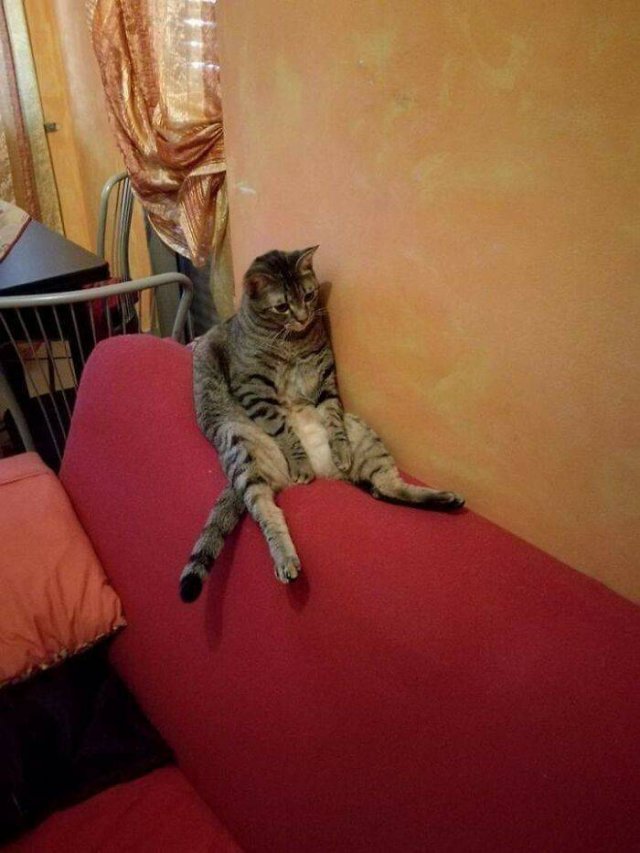Hilarious Cats (49 pics)